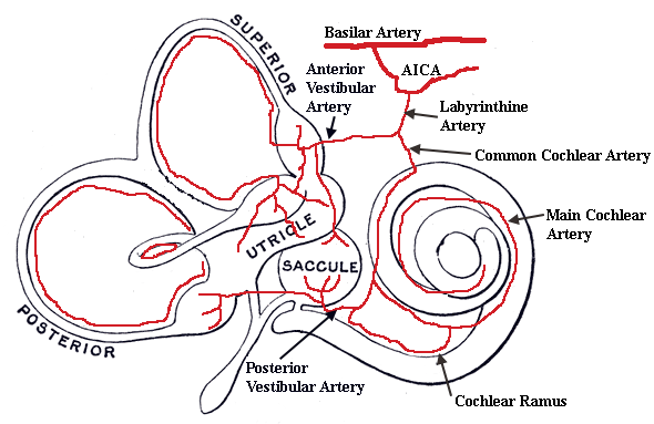 blood supply of the inner ear